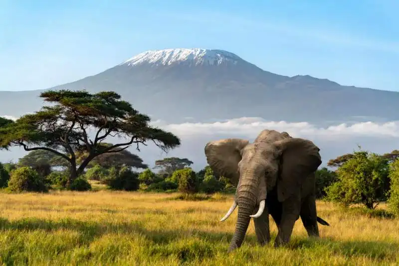 Amboseli Elephant Trail