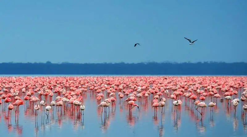 Lake Nakuru Sanctuary