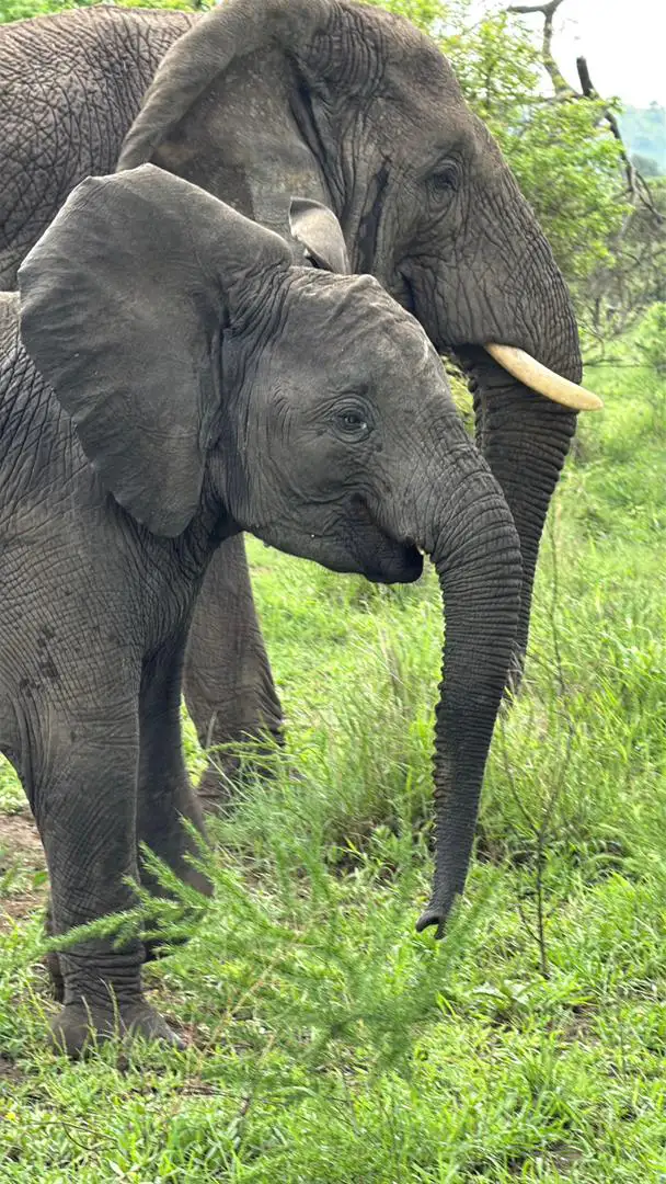 Elephants