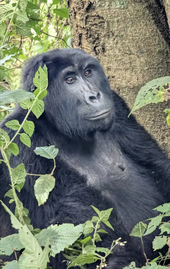 Gorilla