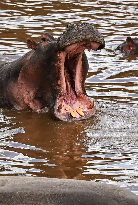 Hippopotamus