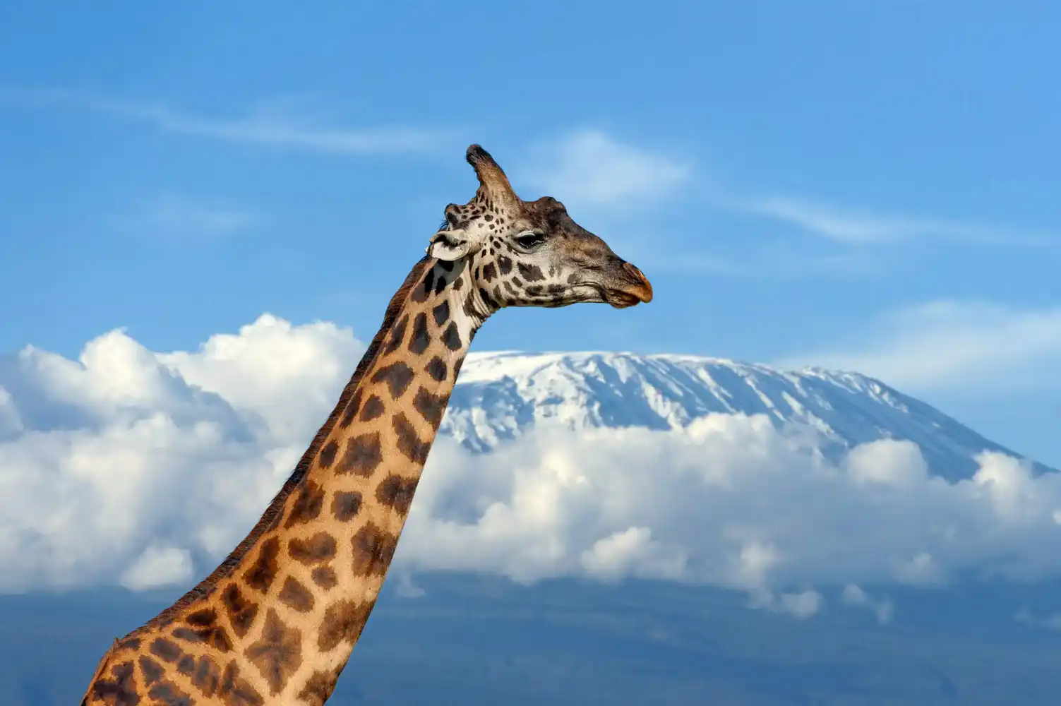 Amboseli National Park