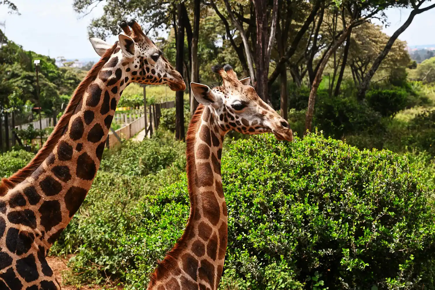 Giraffe Centre