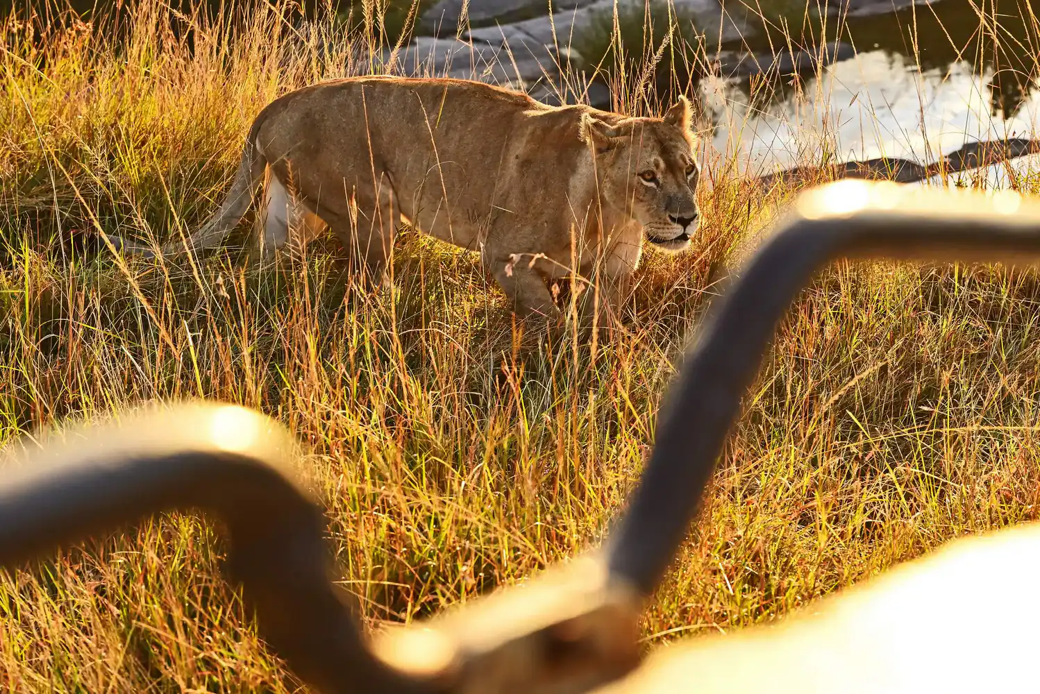 Massai Mara
