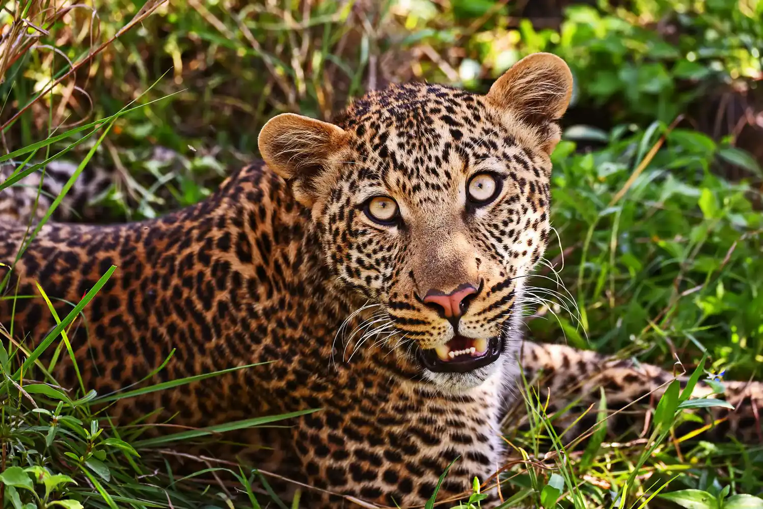 Massai Mara