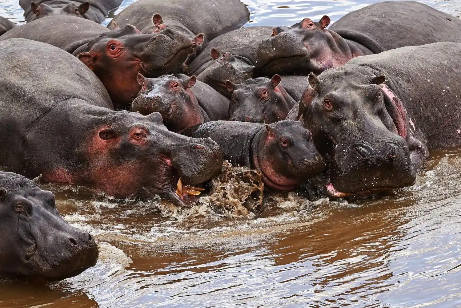 Massai Mara