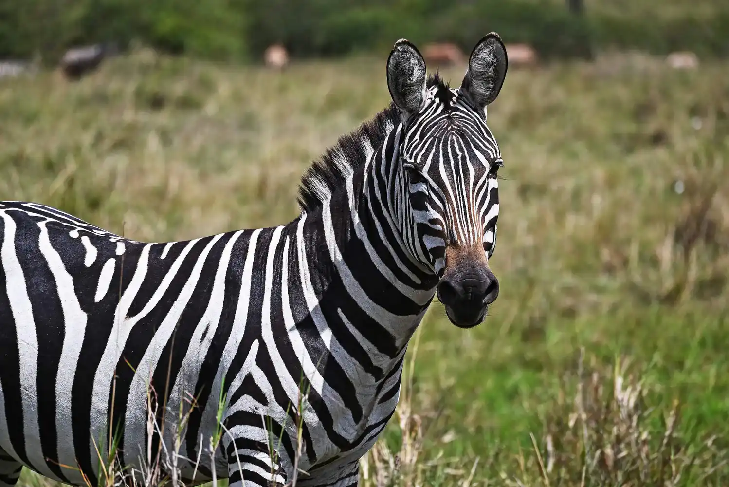 Massai Mara