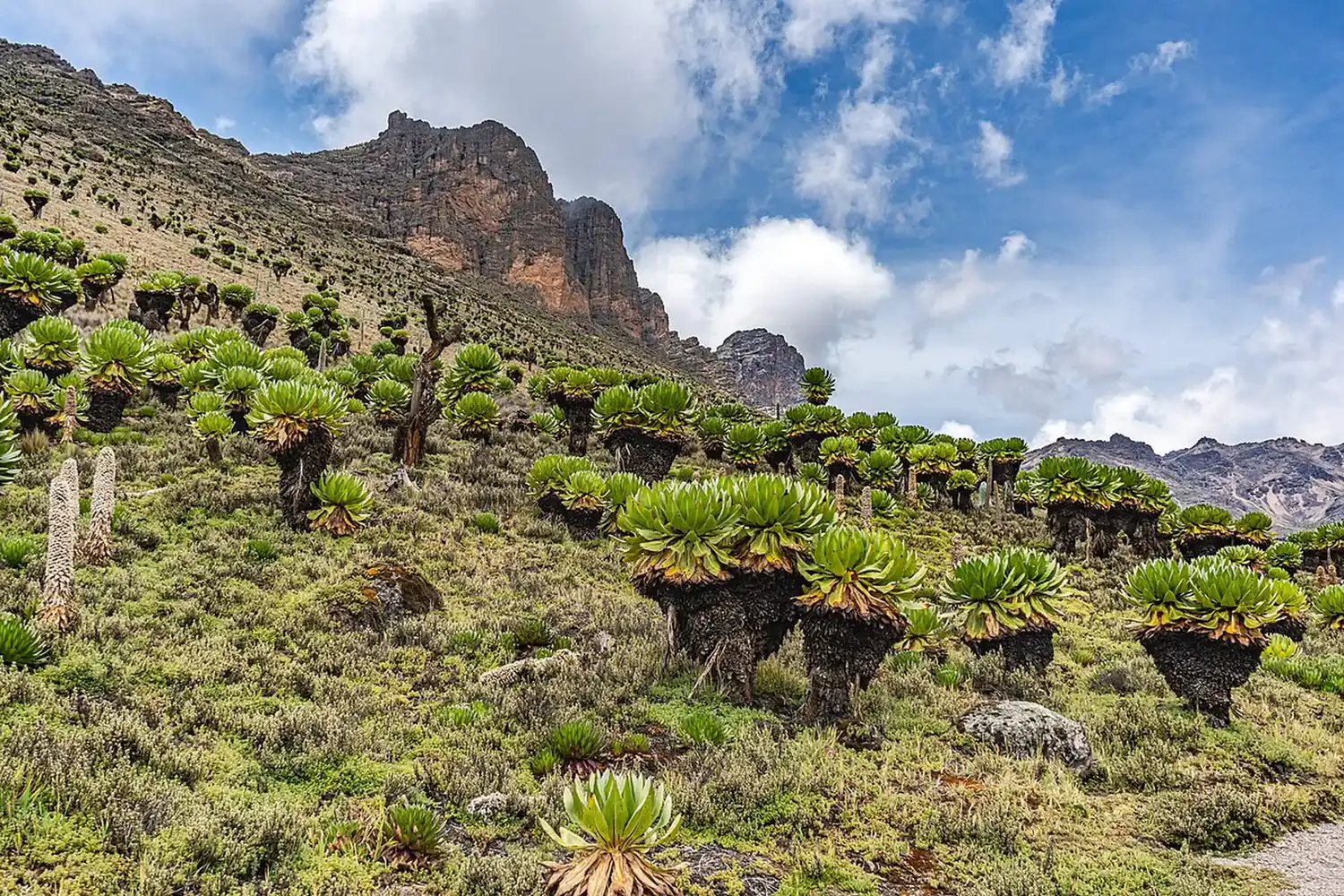 Mount Kenya
