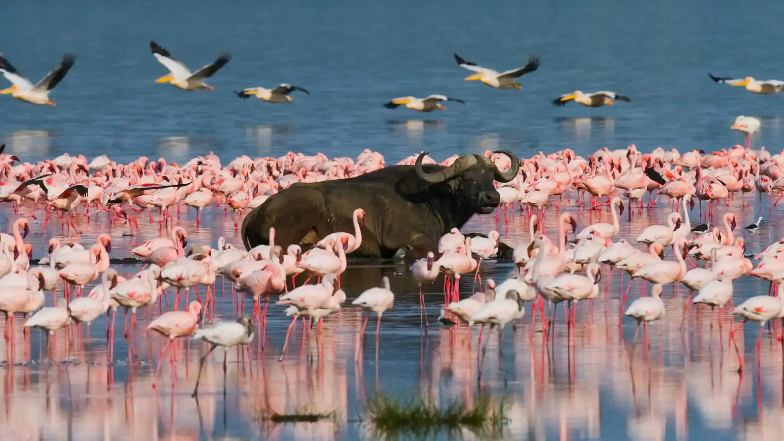Nakuru National Park