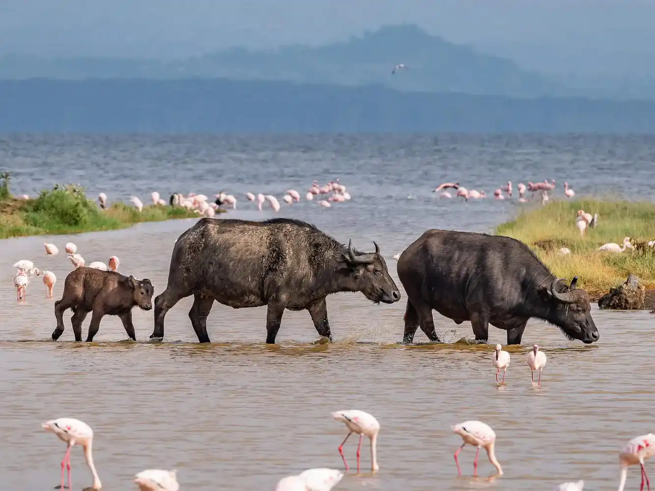 Nakuru National Park