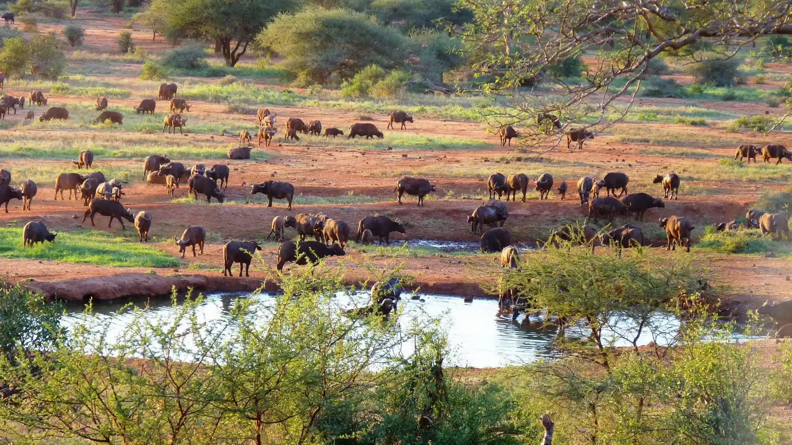 Tsavo National Parks